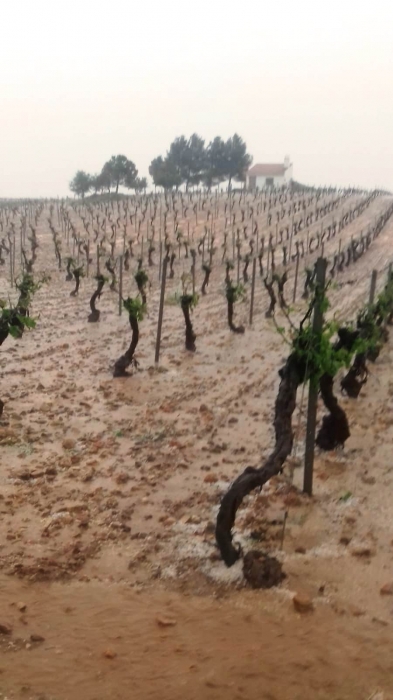 El Grupo Popular pide que se declare la zona agrícola afectada por el pedrisco del 2 de junio de ‘especial calamidad’ 