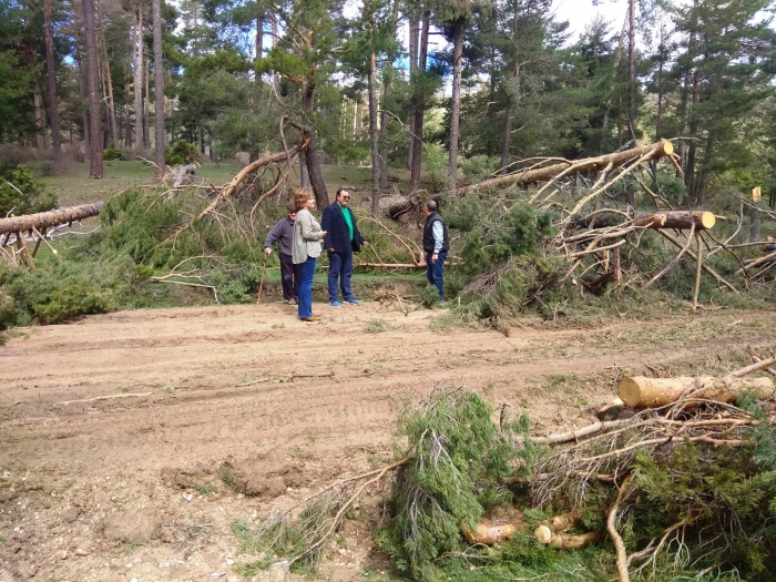 Salmerón: “Gracias a las denuncias del PP, el Ayuntamiento de Las Majadas finalmente realizará un aprovechamiento forestal extraordinario”